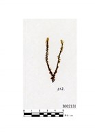 藏品(分瓣合葉蘚)的圖片